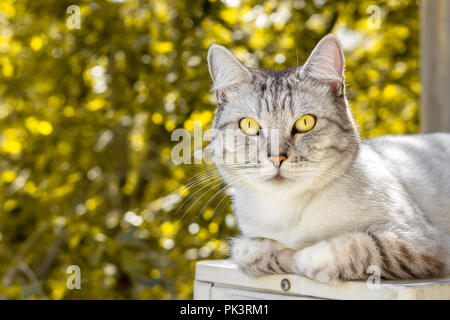 Grau britische Katze liegend auf Herbst Garten verschwommenen Hintergrund Stockfoto