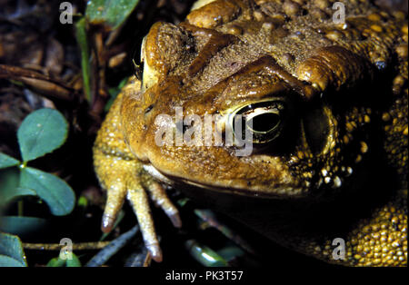 AmericanToad 120325 - amerikanische Kröte Stockfoto