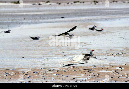 BlackSkimmer 1/120301 - - schwarze Skimmer Nistplatz. Stockfoto