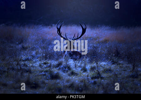 Einsamer Hirsch allein auf dem Feld durch den Wald in der Nacht. Stockfoto