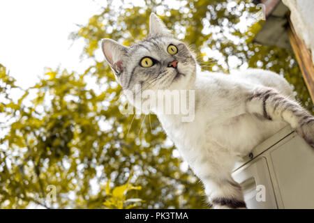Graue Katze klettert auf den gelben Garten Hintergrund Stockfoto