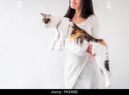 Katze Schwangerschaft. Schwangere Calico Katze mit großen Bauch Verlegung auf dem rosa Gewebe an Kamera schaut. Isoliert weißer Hintergrund. Stockfoto