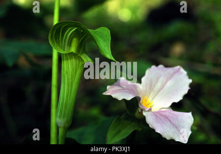 Wildblumen 7/120801 - Jack-in-the-Pulpit und Großblütigen Trillium. Stockfoto