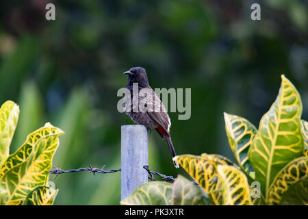 Ein rot-vented Bulbul, ein nicht-native exotische Vögel in den Gärten von Upolu, Samoa Stockfoto