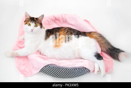 Katze Schwangerschaft. Schwangere Calico Katze mit großen Bauch Verlegung auf dem rosa Gewebe an Kamera schaut. Isoliert weißer Hintergrund. Stockfoto