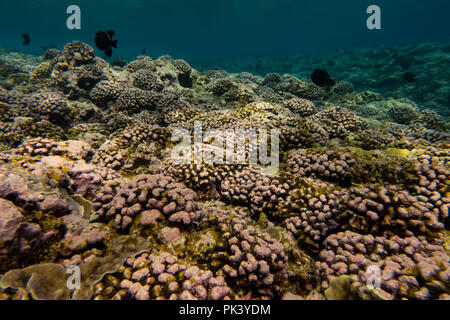 Schnorcheln am Feuerstein Insel in der südlichen Line Inseln Kiribati zeigt die toten Korallen aus einem jüngsten Korallenbleiche Veranstaltung aufgrund des Klimawandels. Stockfoto