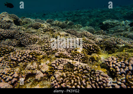 Schnorcheln am Feuerstein Insel in der südlichen Line Inseln Kiribati zeigt die toten Korallen aus einem jüngsten Korallenbleiche Veranstaltung aufgrund des Klimawandels. Stockfoto