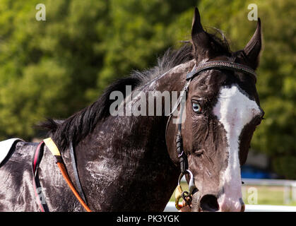 Porträt einer Achal Tekkiner Pferde nach dem Rennen. Stockfoto