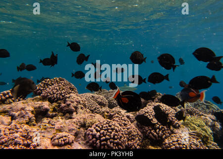 Schnorcheln am Feuerstein Insel in der südlichen Line Inseln Kiribati zeigt die toten Korallen aus einem jüngsten Korallenbleiche Veranstaltung aufgrund des Klimawandels. Stockfoto