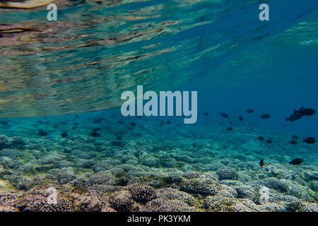Schnorcheln am Feuerstein Insel in der südlichen Line Inseln Kiribati zeigt die toten Korallen aus einem jüngsten Korallenbleiche Veranstaltung aufgrund des Klimawandels. Stockfoto