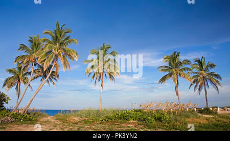 Kokospalmen und einem schönen, sonnigen Nachmittag auf einem einsamen Strand, in der Nähe von Fort Lauderdale. Stockfoto