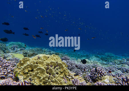 Schnorcheln am Feuerstein Insel in der südlichen Line Inseln Kiribati zeigt die toten Korallen aus einem jüngsten Korallenbleiche Veranstaltung aufgrund des Klimawandels. Stockfoto