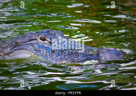 Big Alligator in den Everglades Stockfoto