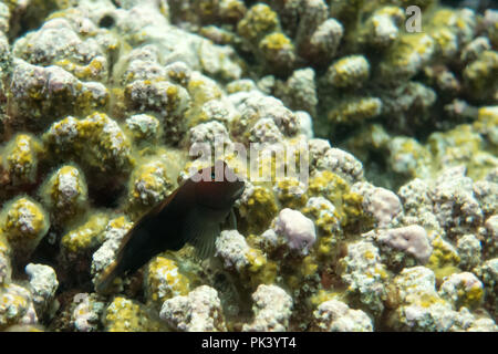Eine Mischung sitzt auf der tote Korallen durch Bleichen und Klimawandel an Flint Island, im südlichen Line Inseln Kiribati Stockfoto