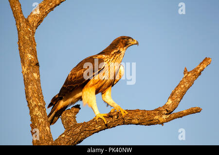 Tawny Eagle Aquila rapax im Profil das Hocken in der Gabelung eines Baumes im niedrigen Sonnenlicht in Südafrika Stockfoto