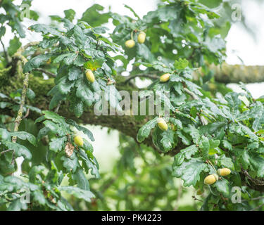 Eicheln auf Eiche Stockfoto