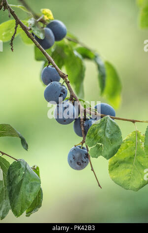 Zwetschgen Stockfoto