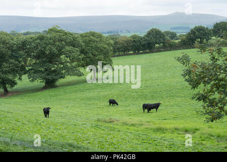 Aberdeen Angus Kühe in Devon Stockfoto