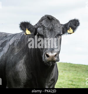 Aberdeen Angus Rind Kuh Stockfoto