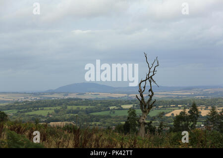 Die wrekin 407 m (1.335 ft) von Braun Clee gesehen, Shropshire, mit toten Baum im Vordergrund. Stockfoto