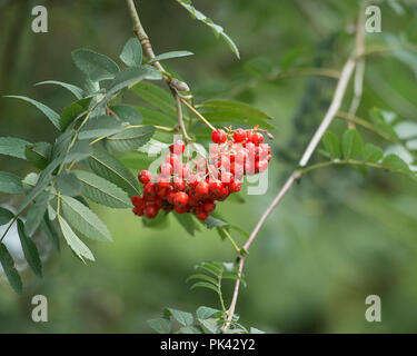 Vogelbeeren Stockfoto