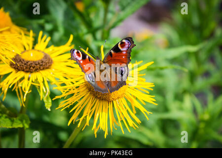 Schöne Tagpfauenauge auf eine gelbe Blume Nahaufnahme Stockfoto