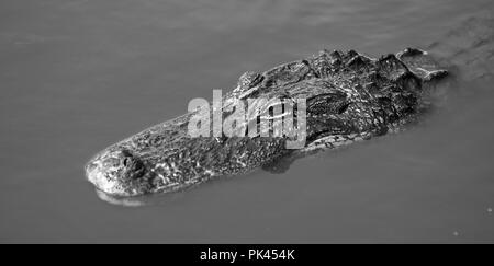 Ein erwachsener Alligator Oberflächen lange genug, etwas Sonne und ein paar Atemzüge in Florida USA zu fangen Stockfoto