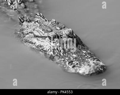 Ein erwachsener Alligator Oberflächen lange genug, etwas Sonne und ein paar Atemzüge in Florida USA zu fangen Stockfoto