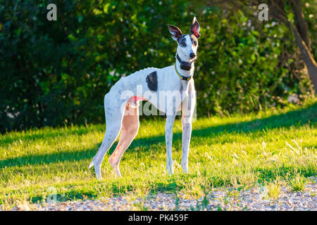 Greyhound (Hund) von weißer Farbe und schwarzen Flecken. Mit bunten Halskette und mit gps-Hunde. In einem Park mit Bäumen und grünen Rasen in sonnigen Nachmittag. Stockfoto