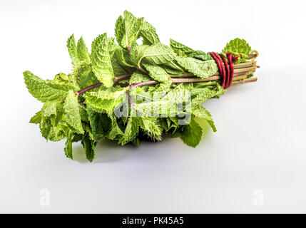 Blumenstrauß der Stiele und Blätter von grüner Minze frisch und roh. Auf isolierten weißen Hintergrund. Mit dem roten Seil gebunden. Stockfoto