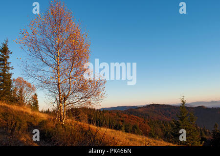 Eine Birke gegen Hügel einer Bergkette in rot, orange und gelb Laubwald und grünen Kiefern unter blauen wolkenlosen Himmel auf warmen abgedeckt w Stockfoto