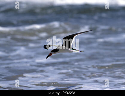 Vögel 3/122001 - - schwarze Skimmer Stockfoto