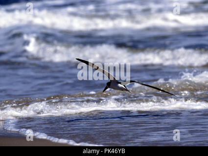 Vögel 5/122001 - - schwarze Skimmer Stockfoto