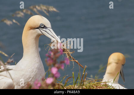 Northern Gannet, Morus bassanus, Sammeln von Nesting Material bei der RSPB Nature Reserve Bempton Cliffs, Flamborough Head, East Yorkshire, Großbritannien. Stockfoto