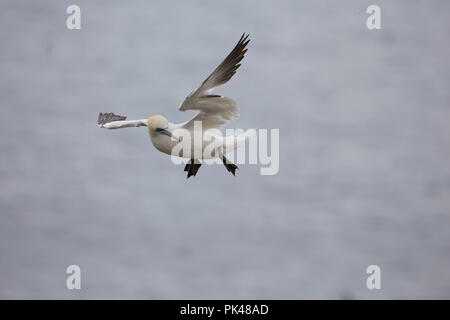 Northern Gannet, Morus bassanus, über die RSPB Nature Reserve Bempton Cliffs, Flamborough Head, East Yorkshire, Großbritannien fliegen. Stockfoto