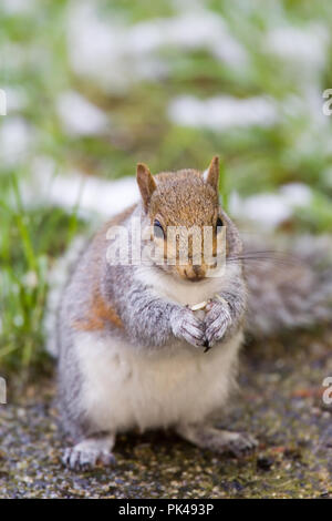 Pralle westliche Grauhörnchen Spülsystem für Saatgut in der Nähe von Schnee Gras. Stockfoto