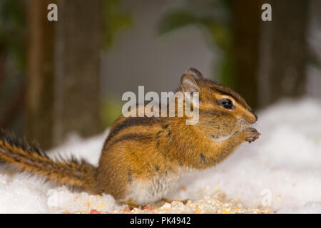 Gelb - Kiefer Streifenhörnchen (Eutamias Amoenus) essen Vogelfutter aus einem Verschneiten Bank. Stockfoto