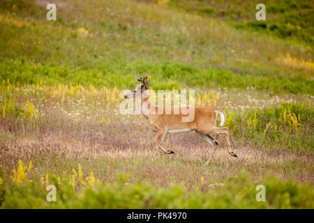 Weißwedelhirsche Buck, die auf einer Wiese. Stockfoto