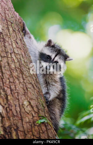 Kinder Waschbären klettern auf einen Baum bei Aufruf der Mutter. Stockfoto