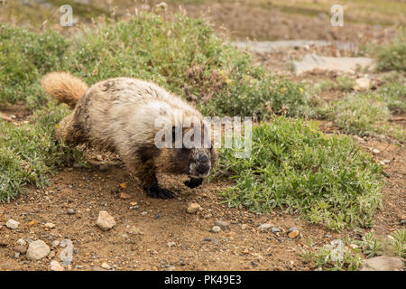 Hoary Marmot wandern unter den Laubbäumen Lupinen Wildblumen. Stockfoto