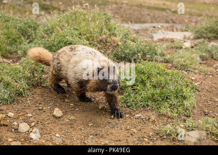 Hoary Marmot wandern unter den Laubbäumen Lupinen Wildblumen. Stockfoto