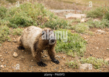 Hoary Marmot wandern unter den Laubbäumen Lupinen Wildblumen. Stockfoto