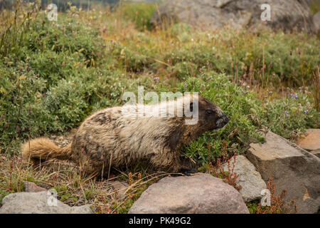 Hoary Marmot wandern unter den Laubbäumen Lupinen Wildblumen. Stockfoto