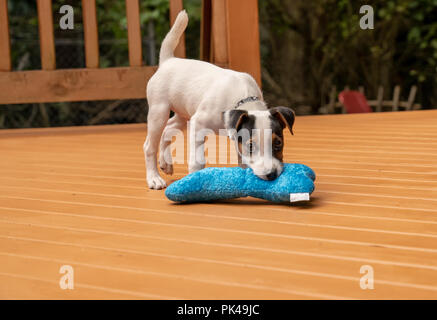 Issaquah, Washington, USA. Zwei Monate alten Jack Russell Terrier "Harry" spielen mit einem Spielzeug auf ein Holzdeck. (PR) Stockfoto