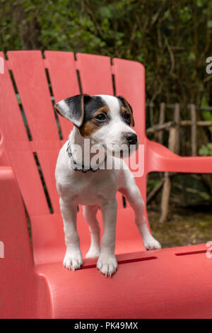 Zwei Monate alten Jack Russell Terrier "Harry" steht auf einer Terrasse aus Kunststoff Stuhl. Stockfoto