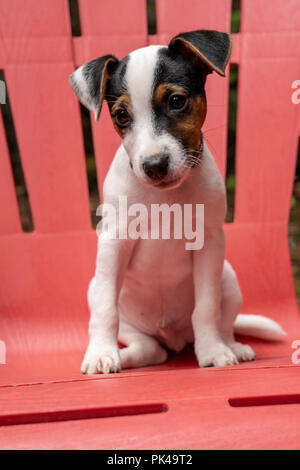 Issaquah, Washington, USA. Zwei Monate alten Jack Russell Terrier "Harry" sitzt auf einem Stuhl Kunststoff Terrasse. (PR) Stockfoto