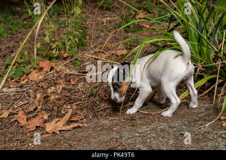 Zwei Monate alten Jack Russell Terrier "Harry" seine natürliche Pazifischen Nordwesten Hinterhof zum ersten Mal zu erkunden. Stockfoto