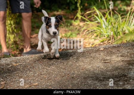 Mann spielt mit seinen zwei Monate alten Jack Russell Terrier "Harry" in die natürliche Landschaft einer pazifischen Nordwesten Hof. Stockfoto