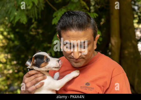 Issaquah, Washington, USA. Der Mensch seine zwei Monate alten Jack Russell Terrier "Harry", der versucht, ihn zu einem "Kuss" zu geben. (PR) (MR) Stockfoto