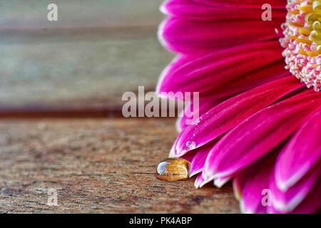 Nahaufnahme einer Daisy und ein Tropfen auf einem Holztisch Stockfoto
